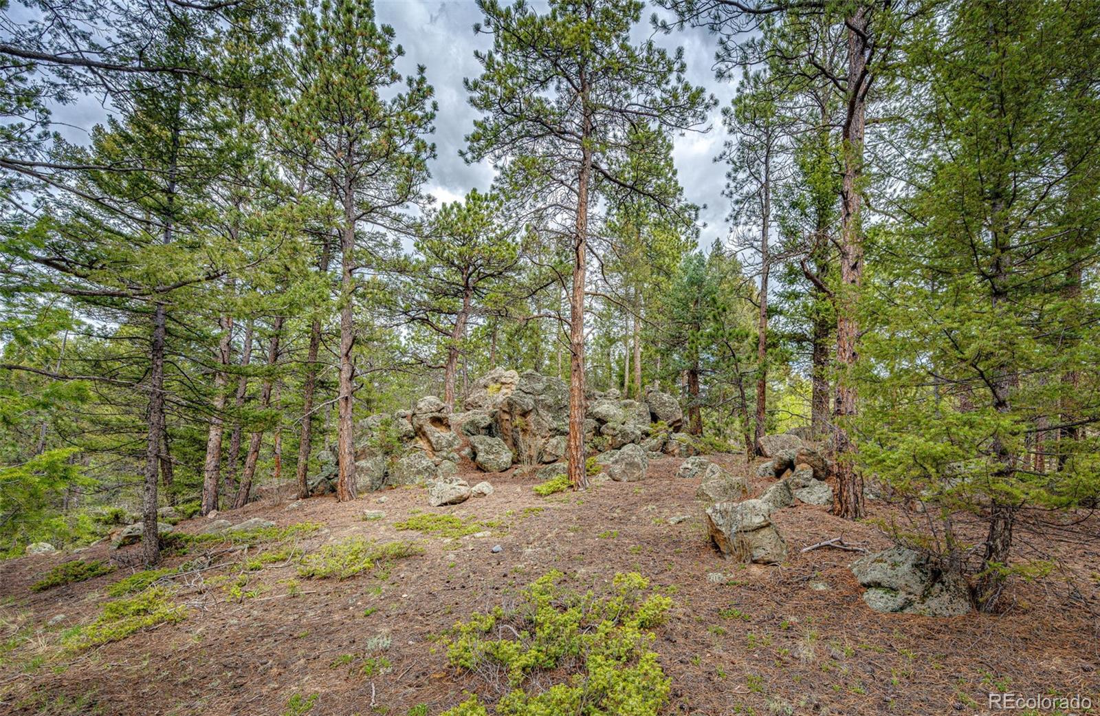 12346 Bear Haven Road Conifer, CO 80433 - Photo 23 of 47 a view of a forest with trees