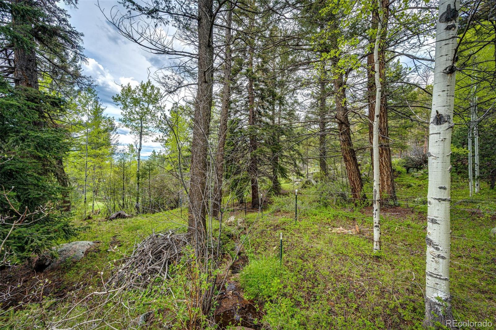 12346 Bear Haven Road Conifer, CO 80433 - Photo 27 of 47 a big yard with lots of green space and trees