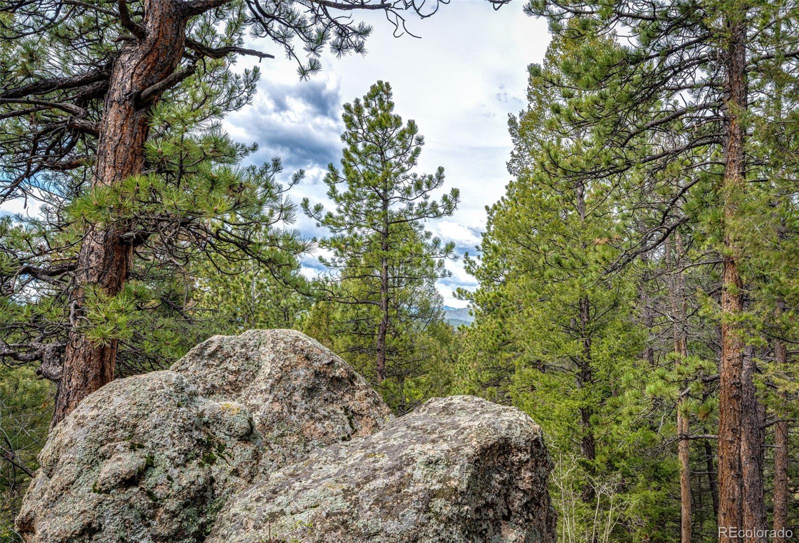 12346 Bear Haven Road Conifer, CO 80433 - Photo 3 of 47 a view of backyard with green space