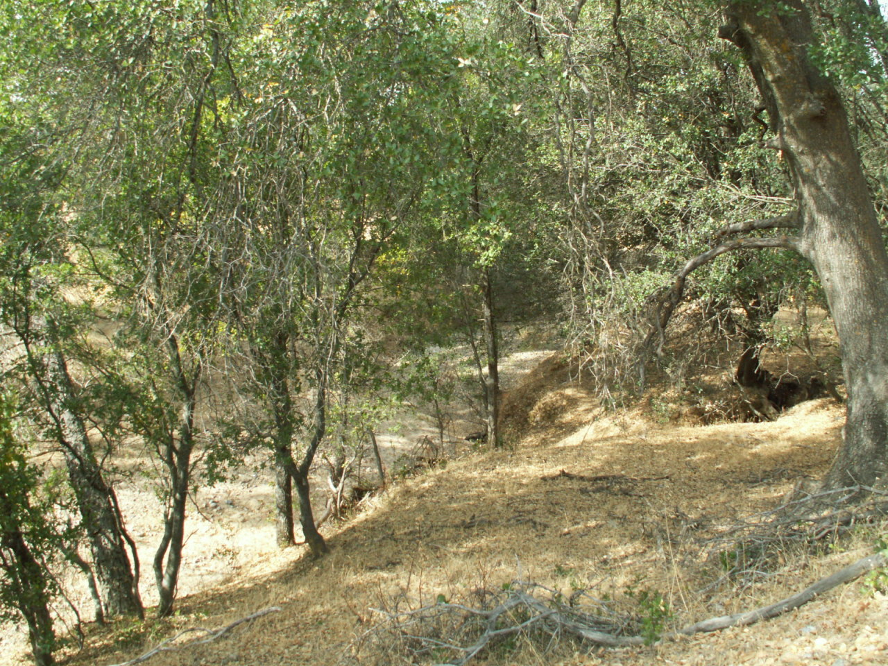 17720 Bowman Road Cottonwood, CA 96022 - Photo 9 of 13 a view of a yard with large trees