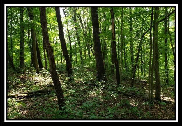 0 Pedigo Ridge Road, Unit TRACT 5) Nelsonville, OH 45764 - Photo 5 of 56 image004