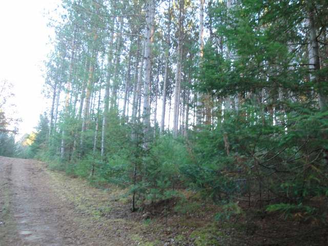 29-acres Spafford Road Rhinelander, WI 54501 - Photo 3 of 13 Gallery Image 3