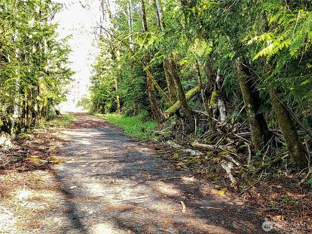 a view of a yard with plants and trees