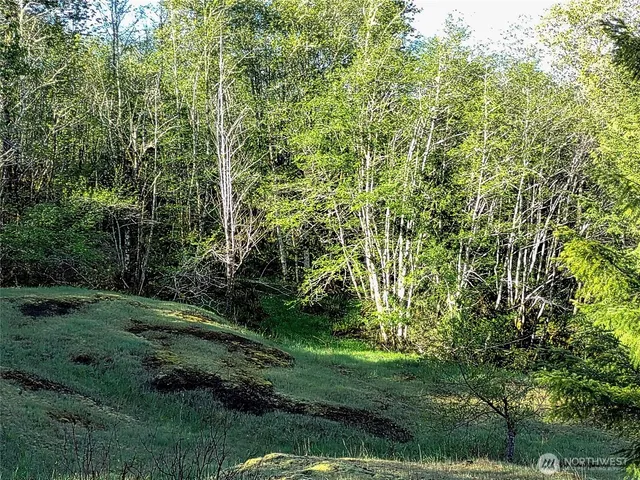 a view of a tree with a tree