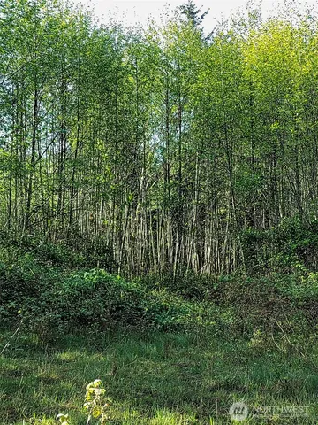 a view of a big yard with lots of trees