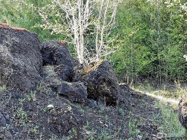 a view of a yard with a tree