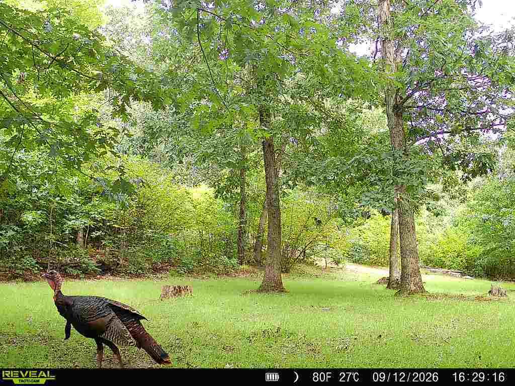 South Sheridan Road Sheridan, MI 48884 - Photo 68 of 83 Turkey2