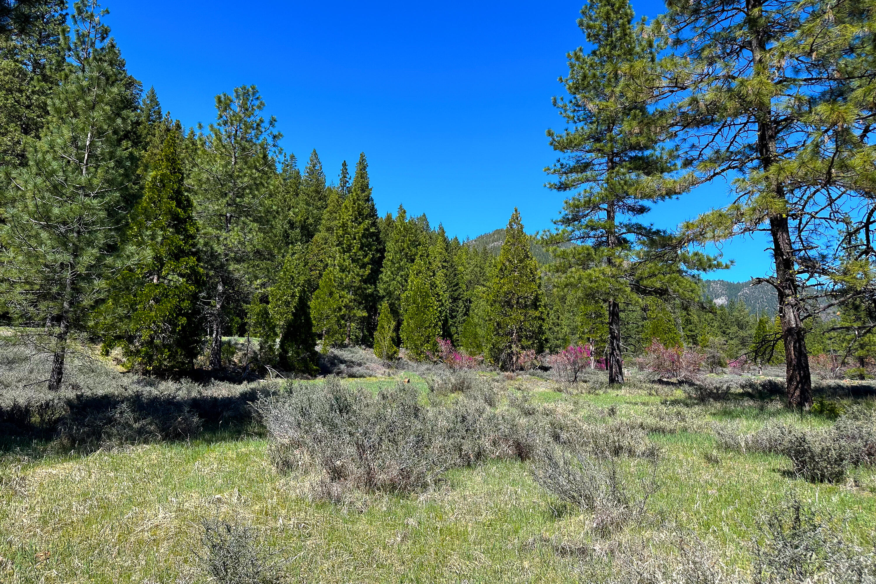 79402 Highway 3 Trinity Center, CA 96091 - Photo 12 of 35 Photo 0034300900 M