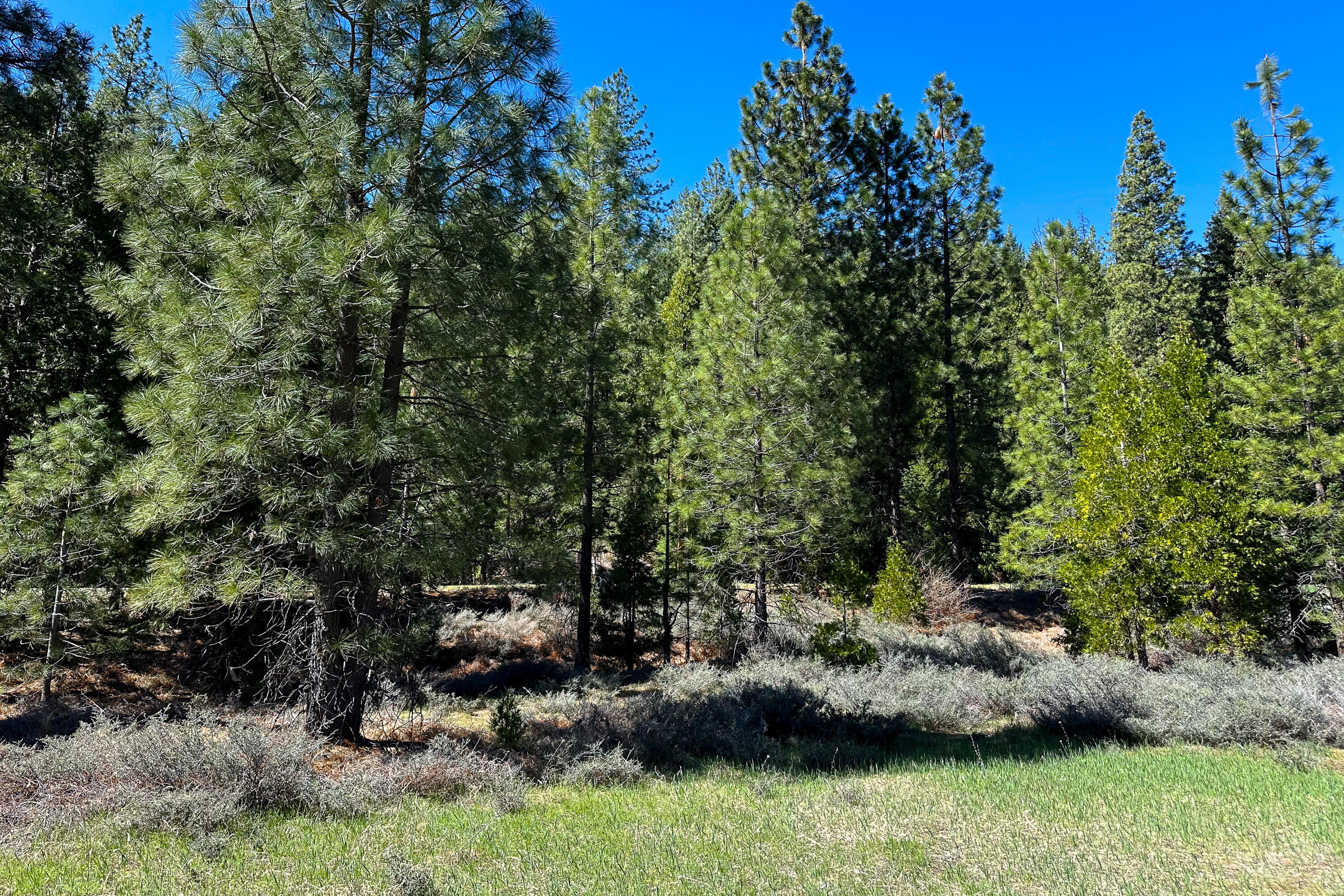 79402 Highway 3 Trinity Center, CA 96091 - Photo 13 of 35 Photo 0034300900 Q