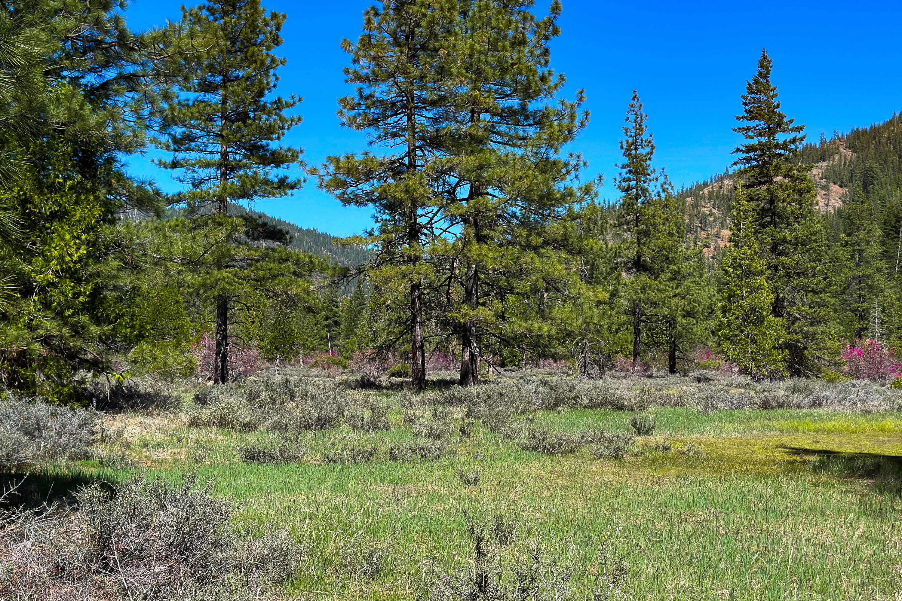 79402 Highway 3 Trinity Center, CA 96091 - Photo 24 of 35 Photo 0034300900 Z 11