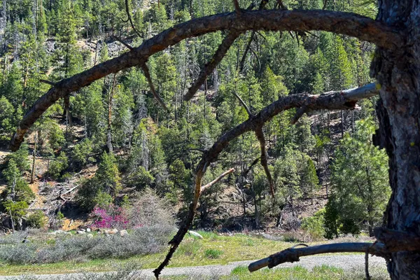 $40,000 | 79402 Highway 3, Trinity Center, CA 96091