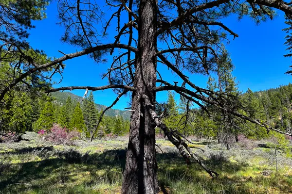 $40,000 | 79402 Highway 3, Trinity Center, CA 96091