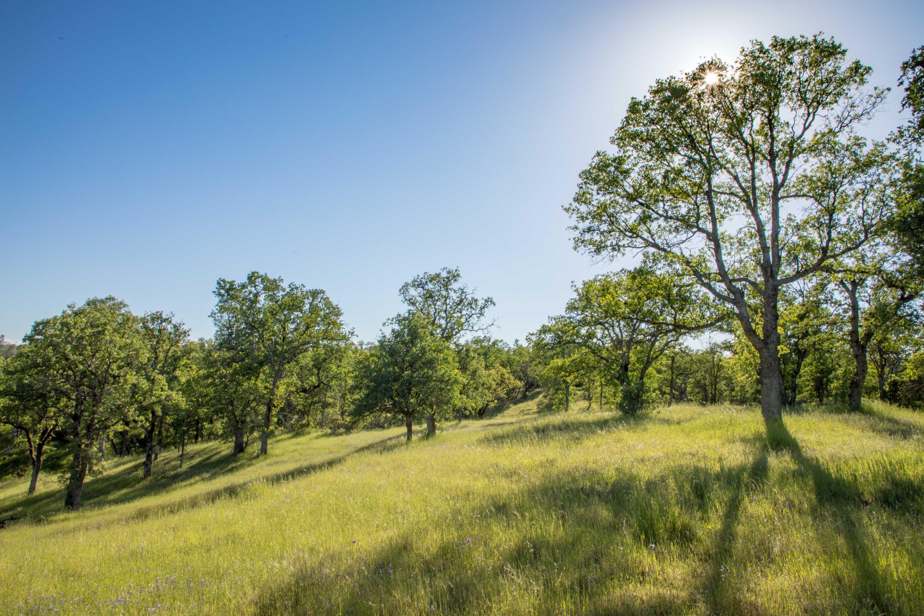 Quail Ridge Cottonwood, CA 96022 - Photo 14 of 27 254A8519