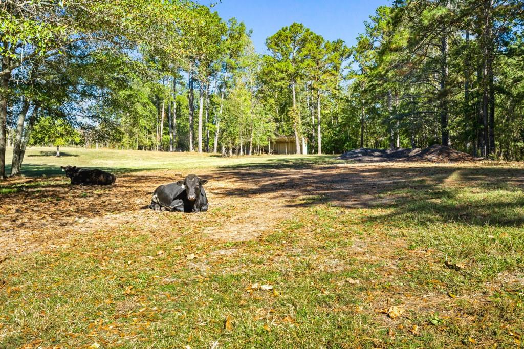1189 Paul Harris Road Dallas, GA 30157 - Photo 23 of 44 a view of a yard with swimming pool
