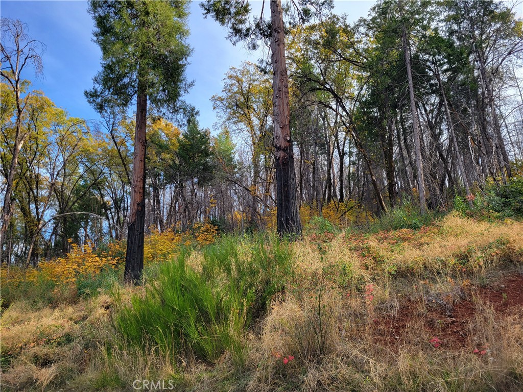 300 Bald Rock Road Berry Creek, CA 95916 - Photo 42 of 45 a backyard of a house with lots of green space