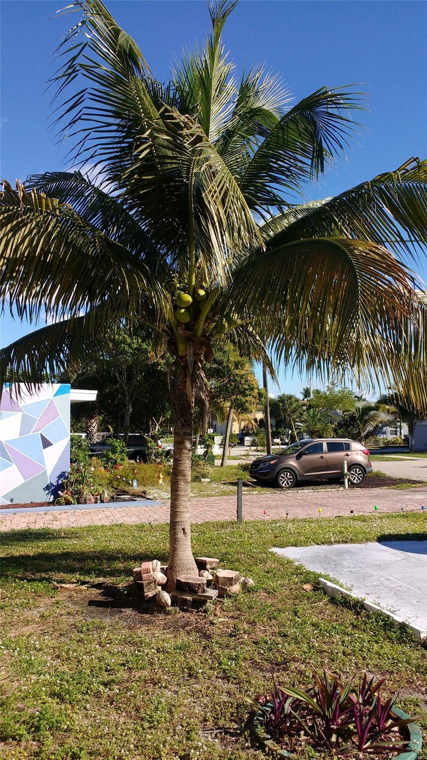 355 Kingsbridge Street Boca Raton, FL 33487 - Photo 44 of 44 Coconut tree