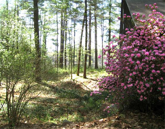 488 White Road Warwick, MA 01378 - Photo 28 of 30 a plant view