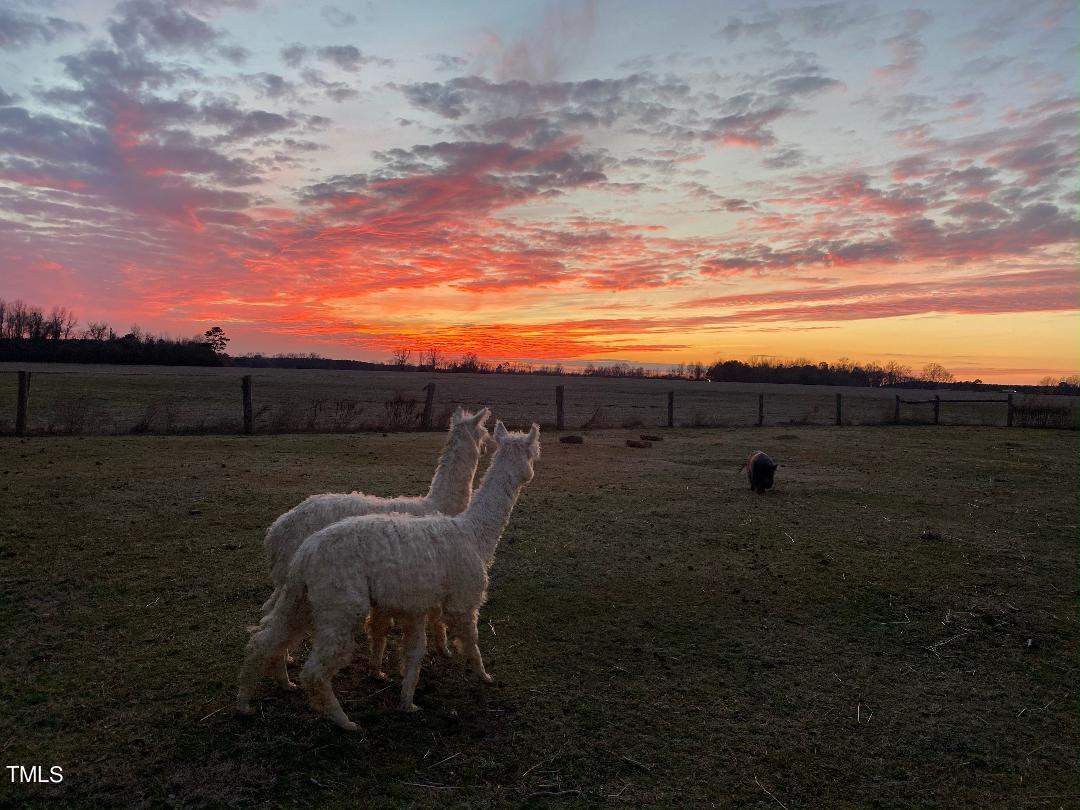 7105 Great Swamp Loop Lucama, NC 27851 - Photo 51 of 65 a view of a yard with an outdoor seating