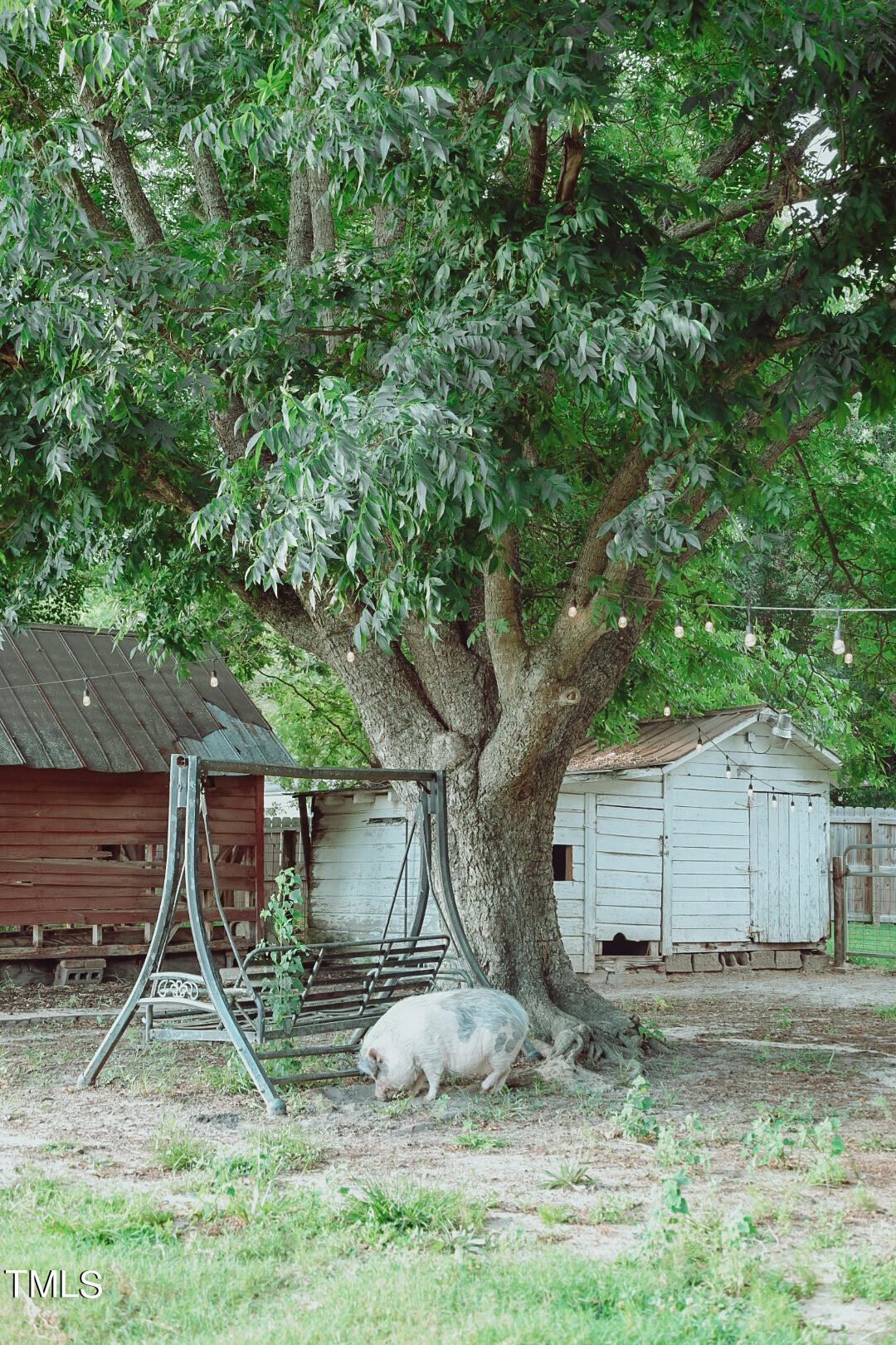 7105 Great Swamp Loop Lucama, NC 27851 - Photo 53 of 65 a backyard of a house