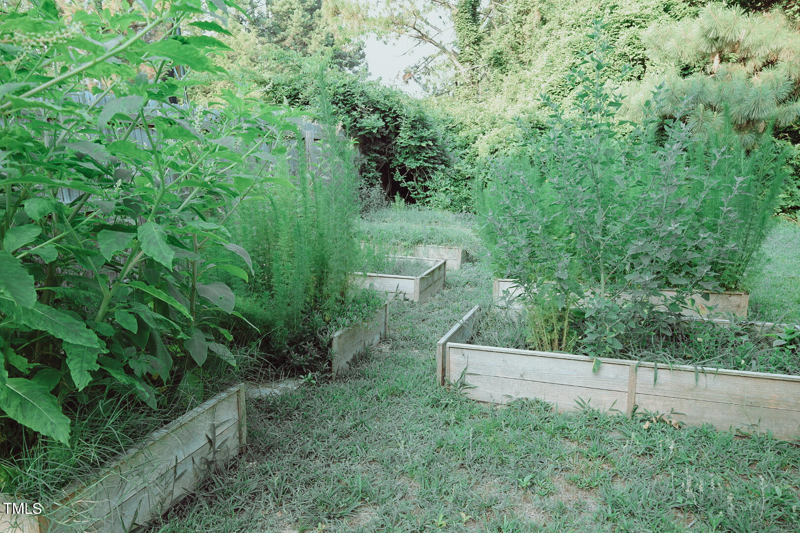 7105 Great Swamp Loop Lucama, NC 27851 - Photo 58 of 65 a view of a yard