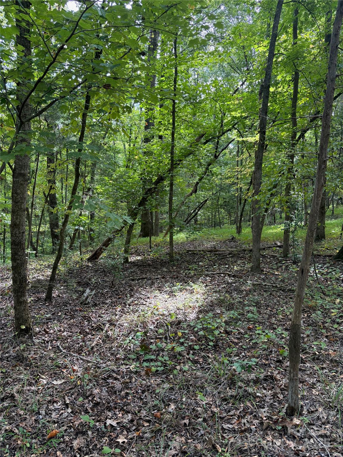 3485 Cedar Circle Road Lancaster, SC 29720 - Photo 15 of 36 a view of a forest with trees in the background