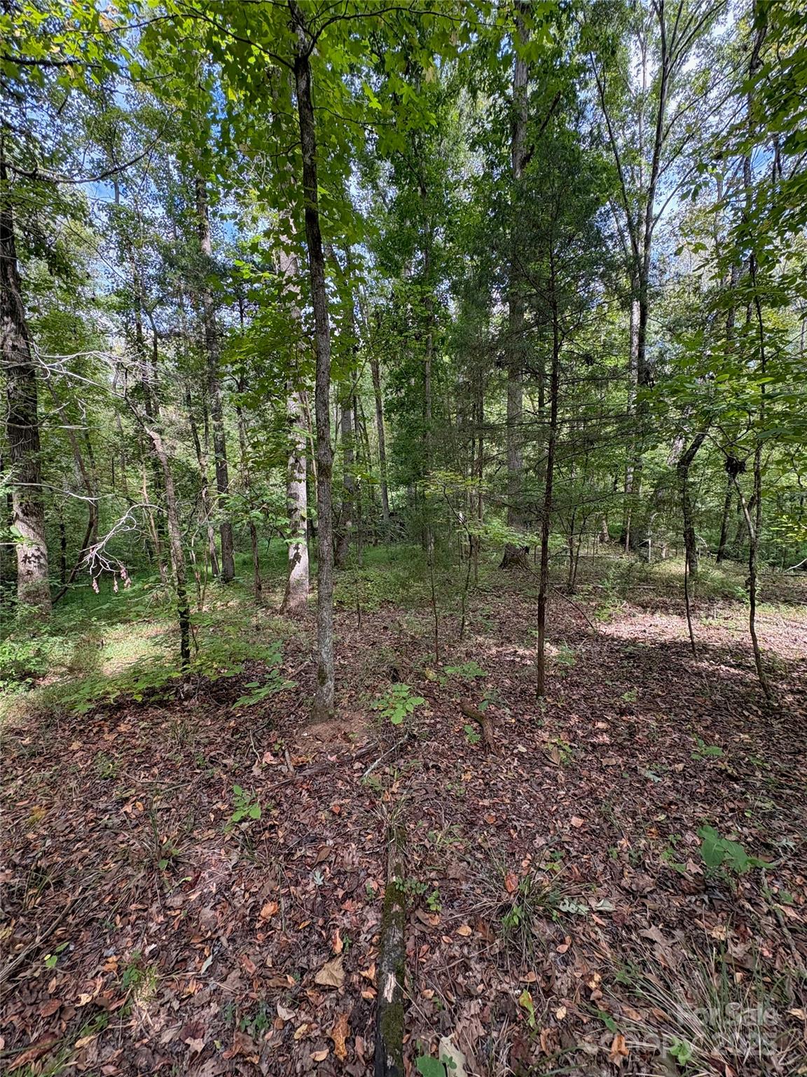 3485 Cedar Circle Road Lancaster, SC 29720 - Photo 16 of 36 a view of a yard with trees