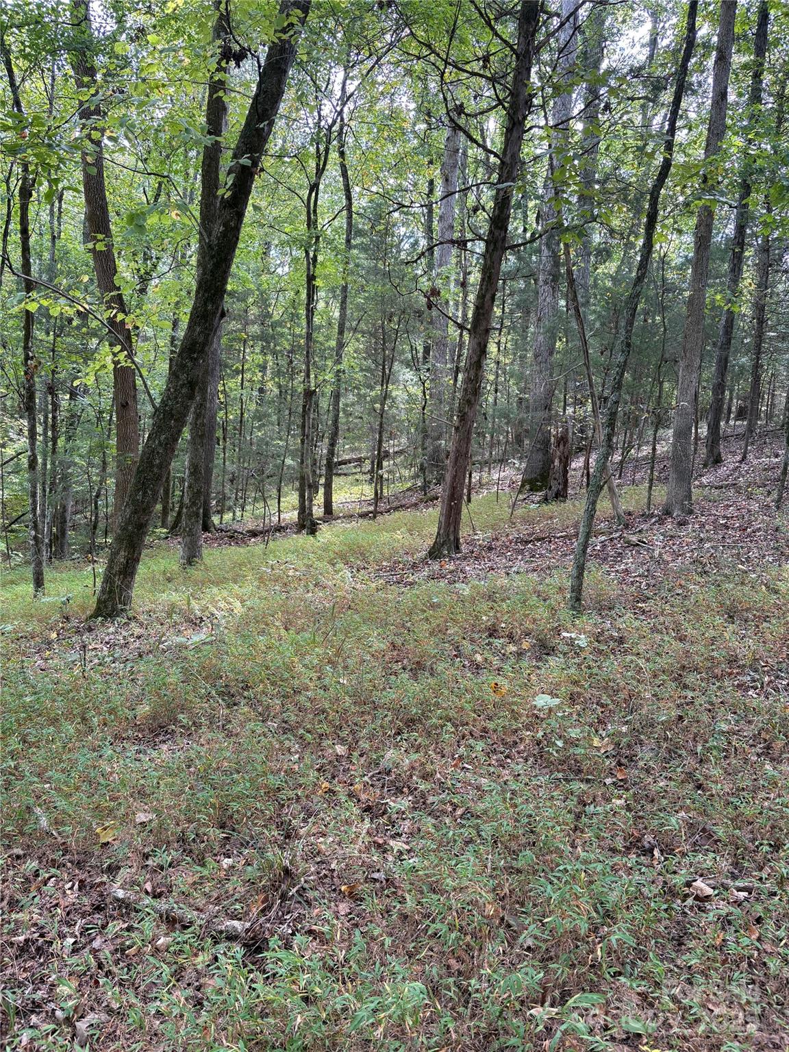 3485 Cedar Circle Road Lancaster, SC 29720 - Photo 17 of 36 a view of outdoor space with trees