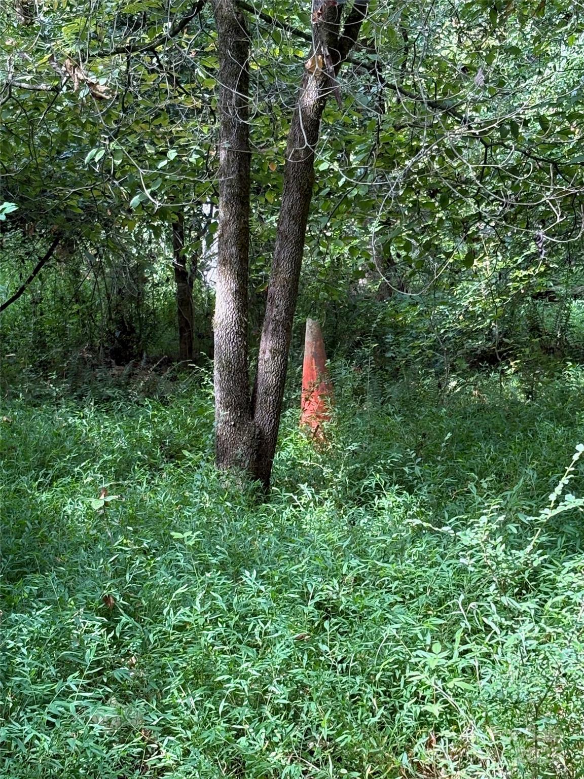 3485 Cedar Circle Road Lancaster, SC 29720 - Photo 21 of 36 a plant in a yard