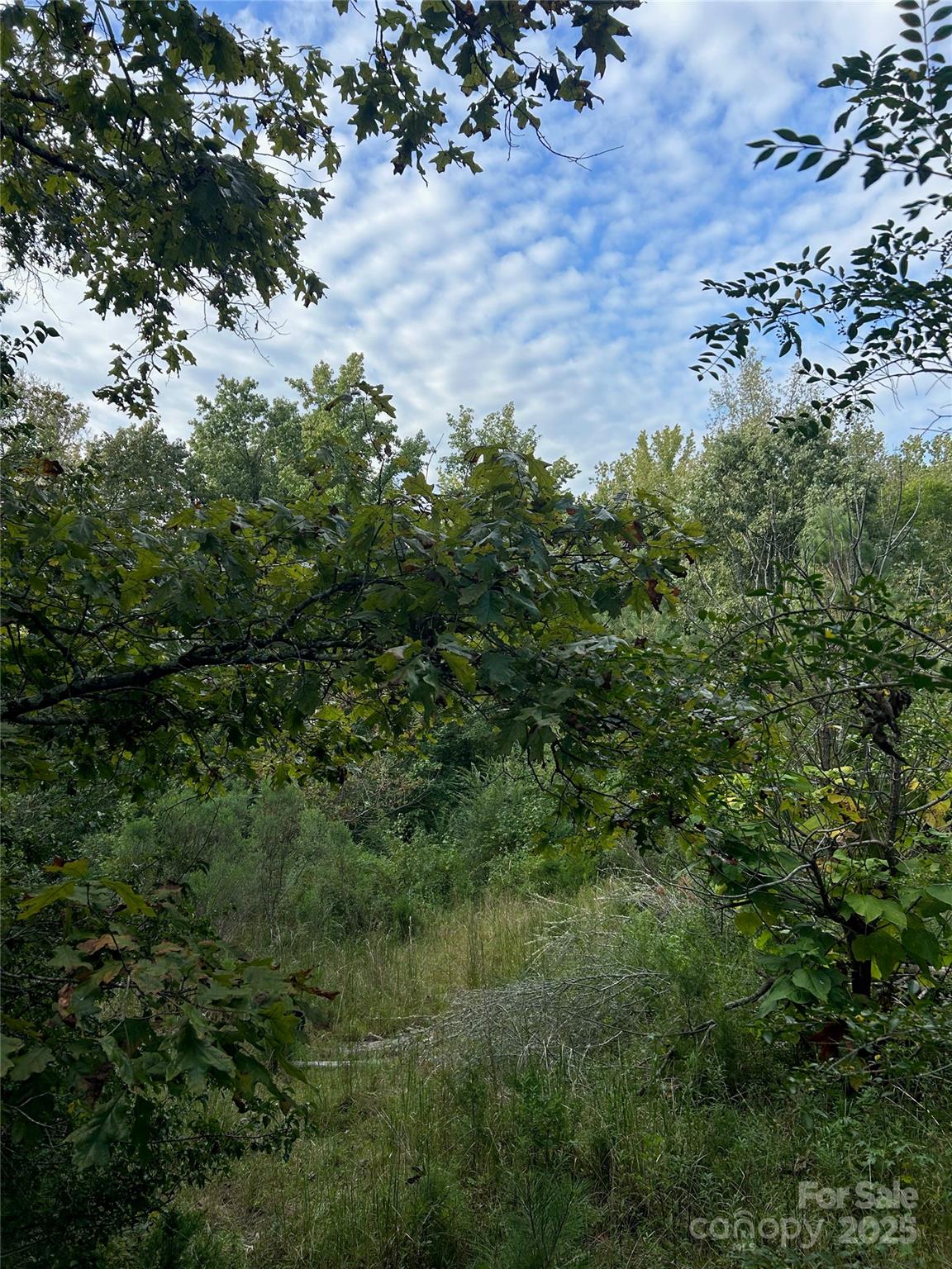 3485 Cedar Circle Road Lancaster, SC 29720 - Photo 5 of 36 a view of a forest with a tree