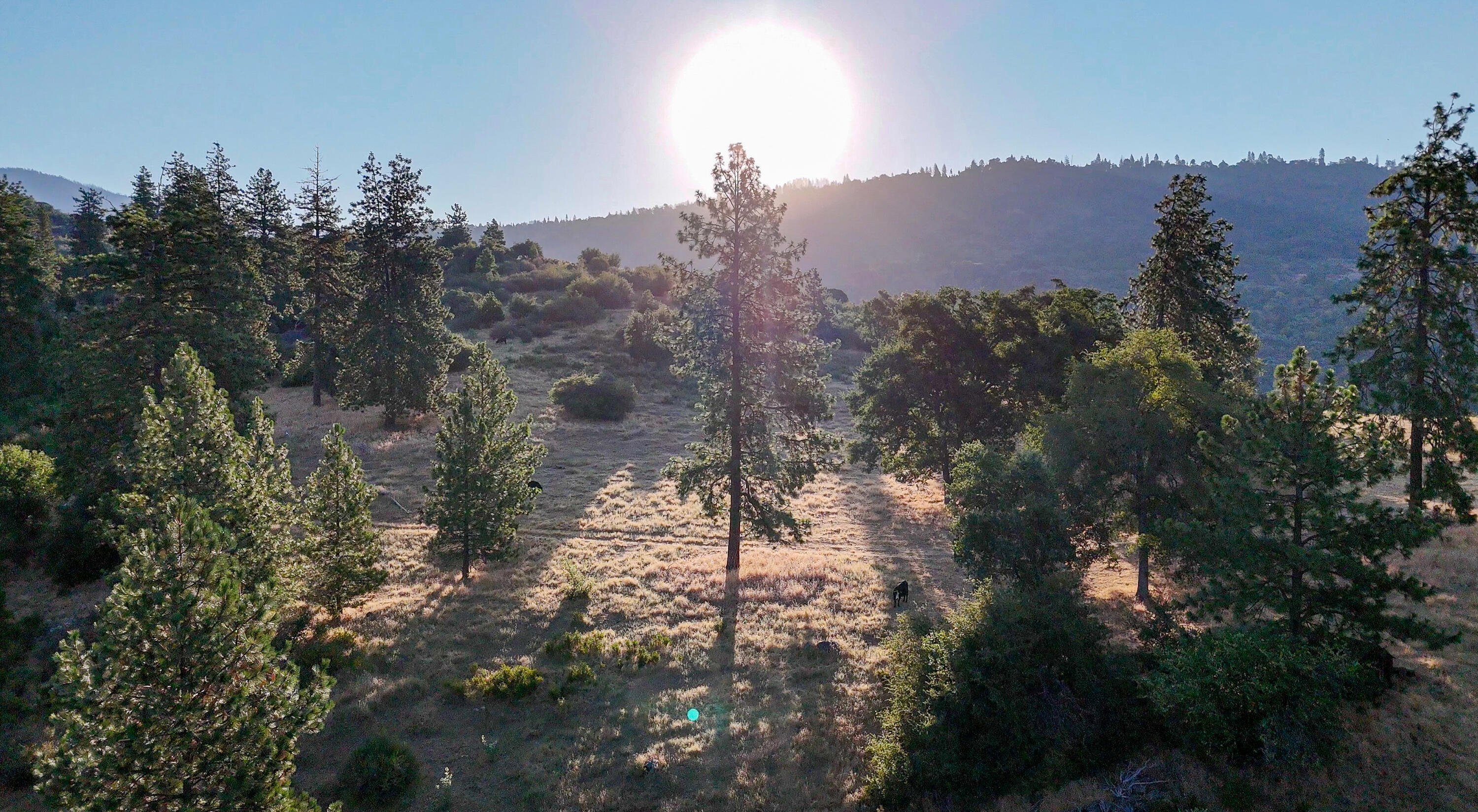 0 Whitaker Forest Road Miramonte, CA 93603 - Photo 7 of 15 Cattle