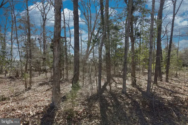 a yard with lots of trees