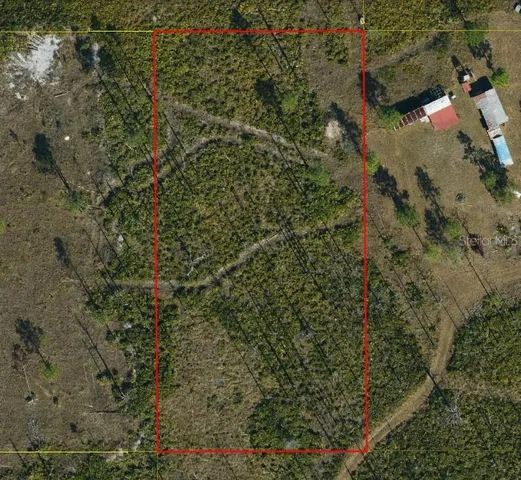 a view of a forest with a tree