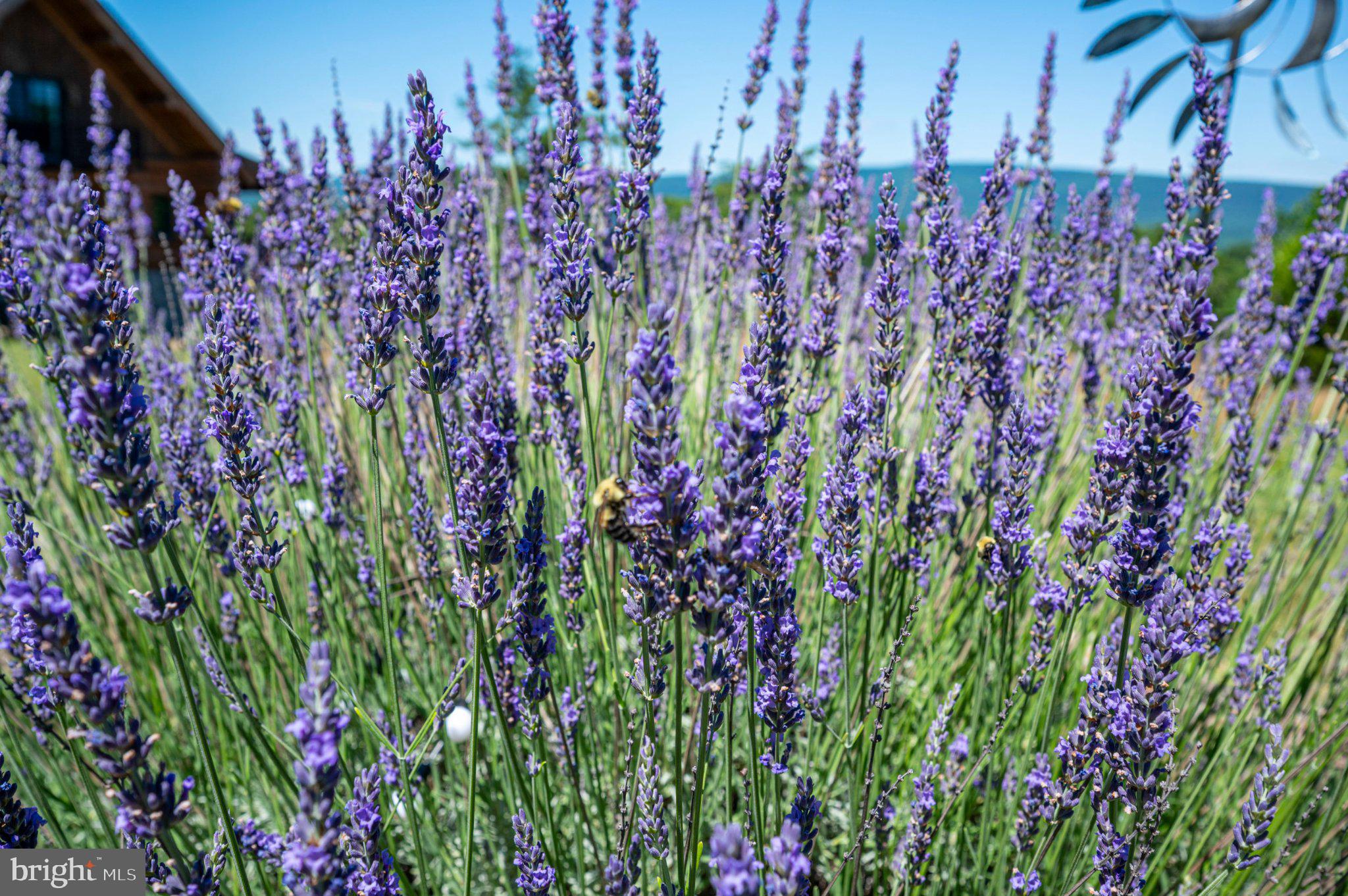2199 Cheyennes Trail Gerrardstown, WV 25420 - Photo 56 of 63 Vibrant lavender blooms in sunlight.