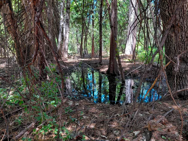 a view of a park with large trees