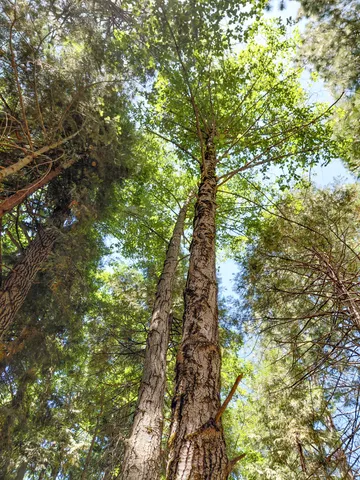 a yard with tall trees