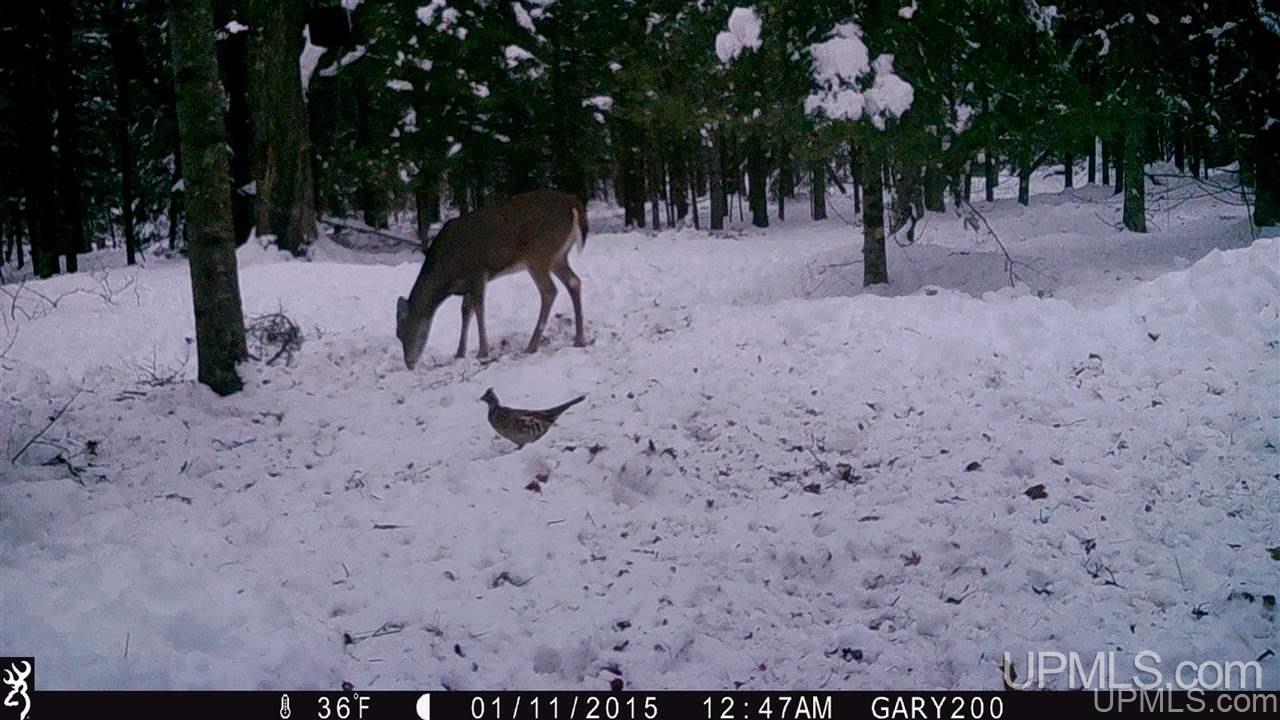 Co Road Daggett, MI 49887 - Photo 5 of 12
