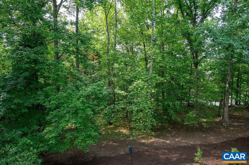 3515 Devon Pines Keswick, VA 22947 - Photo 56 of 68 a view of a forest with lots of trees