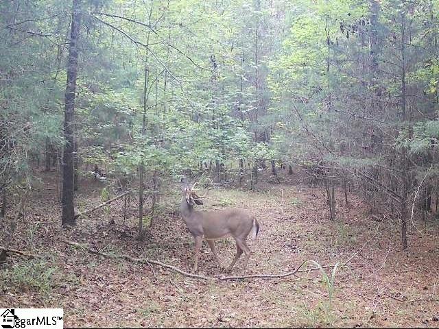 0 Simpson Mill Road Laurens, SC 29360 - Photo 2 of 20