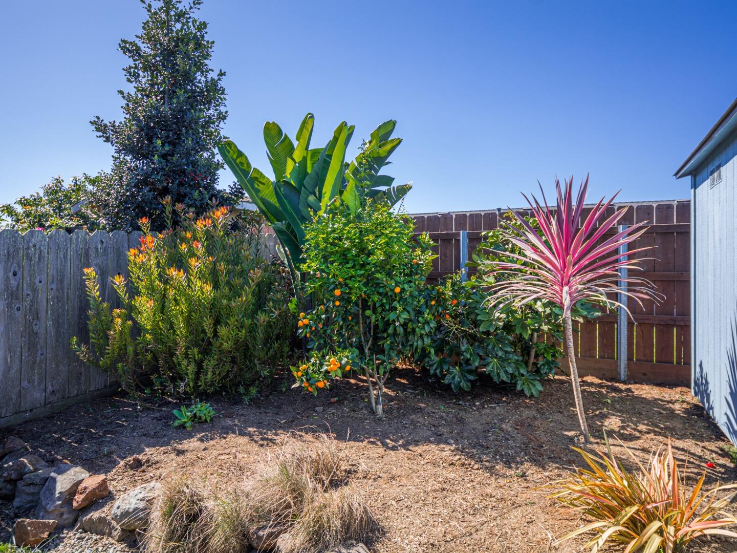 569 Cedar Drive Watsonville, CA 95076 - Photo 26 of 30 a view of a backyard with plants