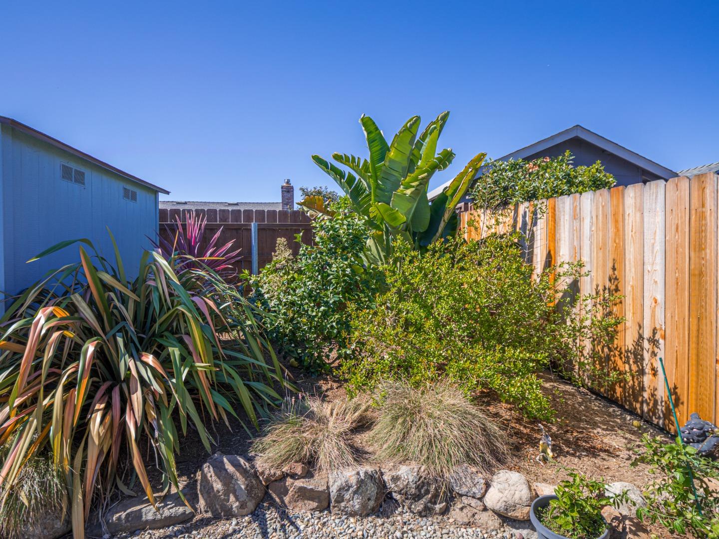 569 Cedar Drive Watsonville, CA 95076 - Photo 28 of 30 a close up of a plant in a garden