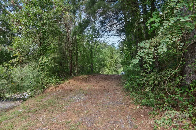 a view of a forest with trees in the background