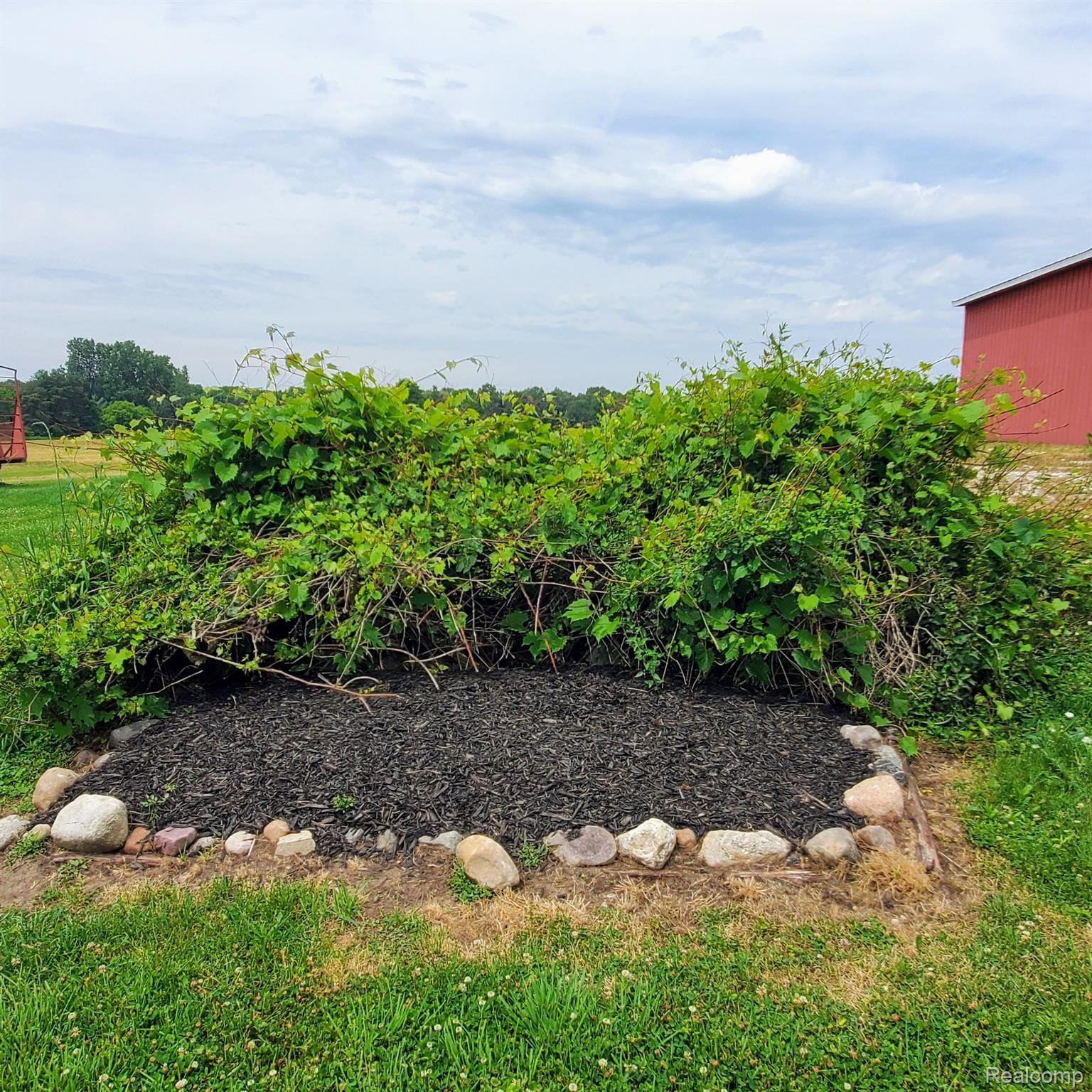 5253 North Henderson Road Davison, MI 48423 - Photo 50 of 51 grapevines