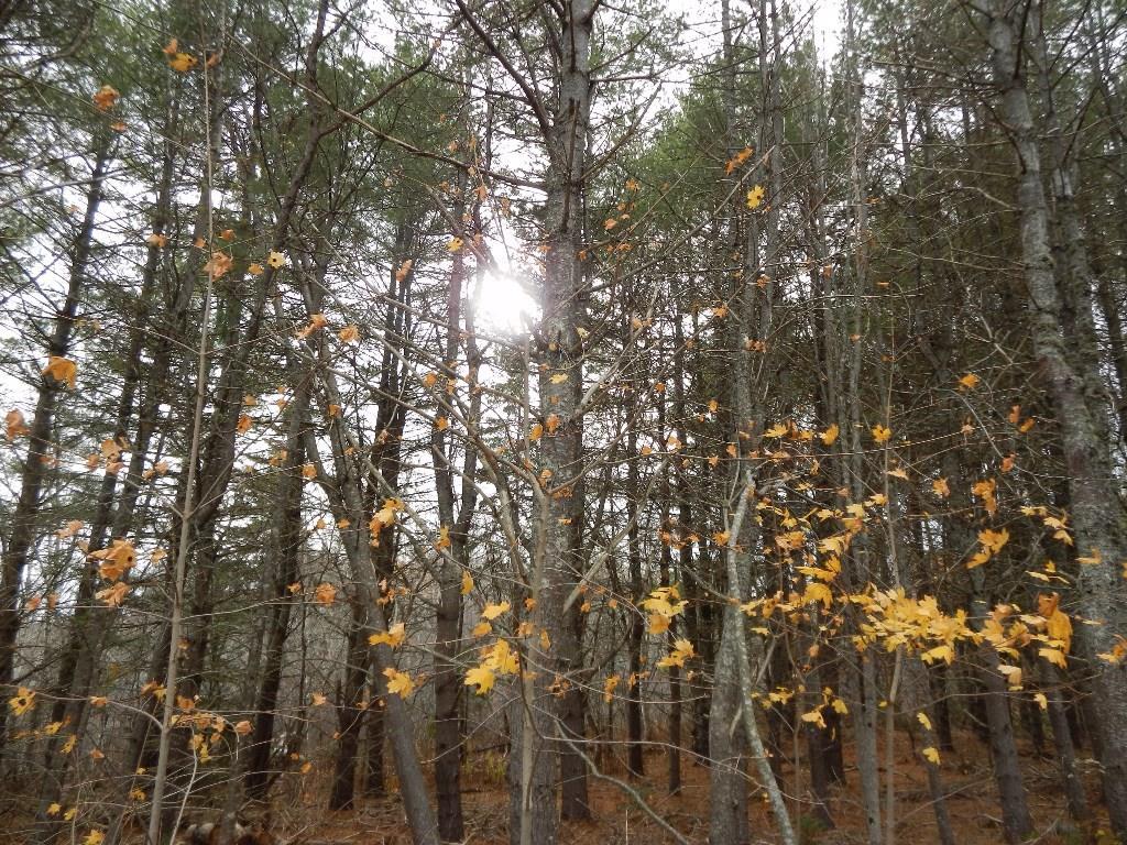 Lot 13-g West Bay Road Prospect Harbor, ME 04669 - Photo 4 of 20 Photo