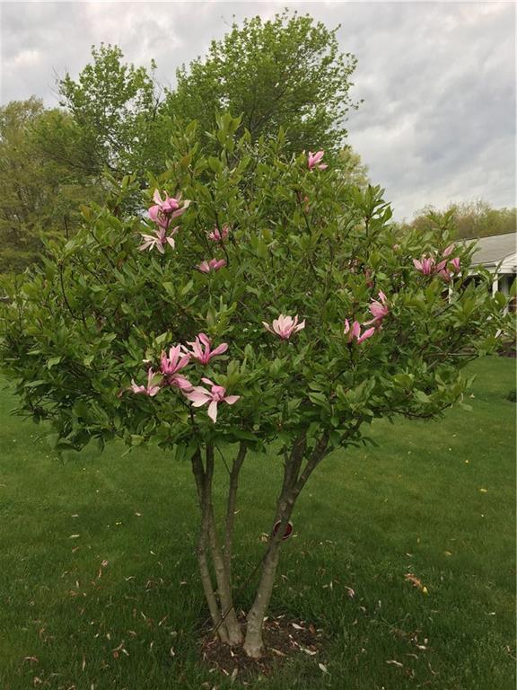 118 Beacon Road Renfrew, PA 16053 - Photo 20 of 24 How about a nicely sized magnolia tree with beautiful blooms in the spring?