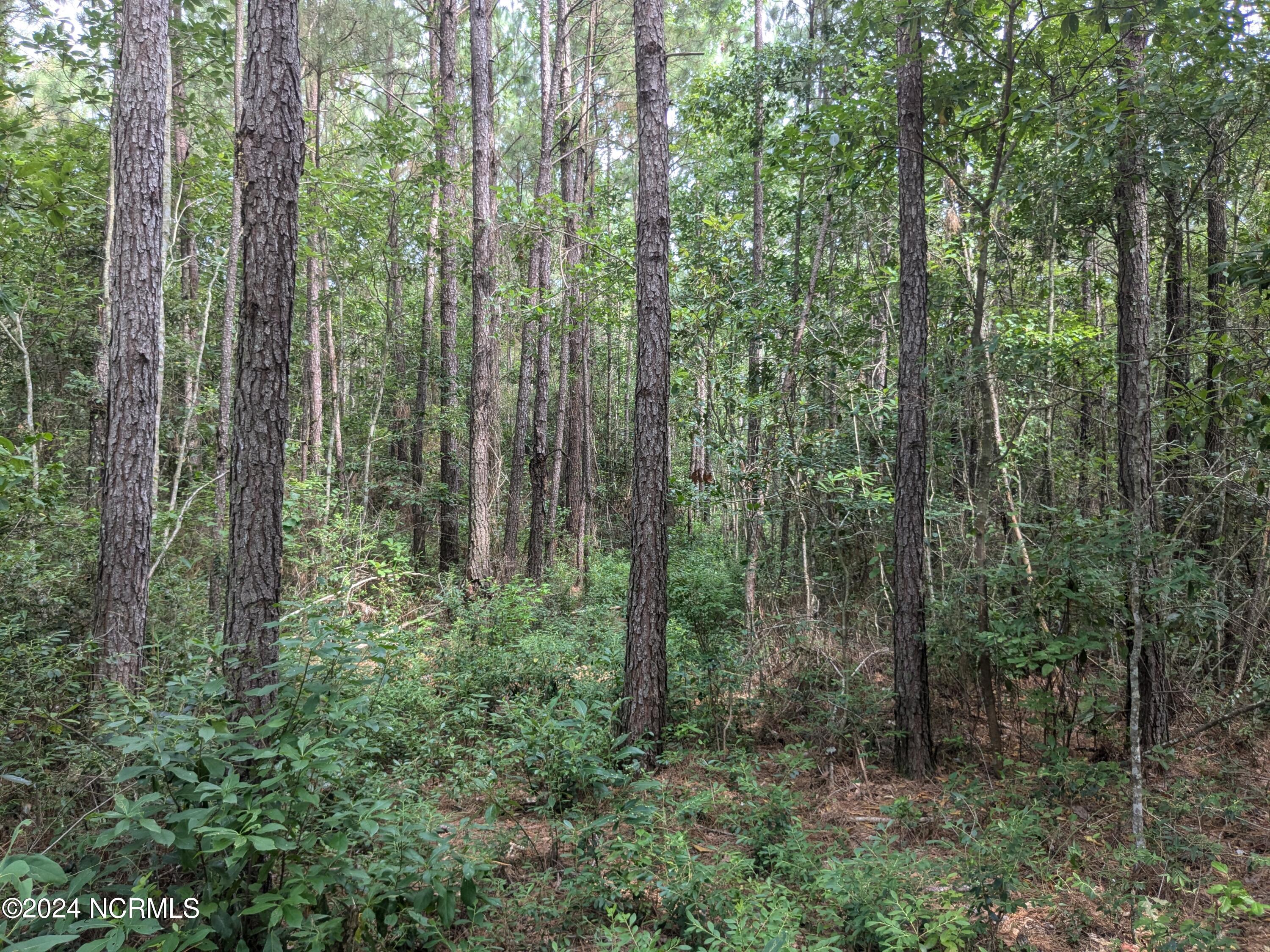 0 Montague Road Currie, NC 28435 - Photo 24 of 28 PXL_20240706_201901162