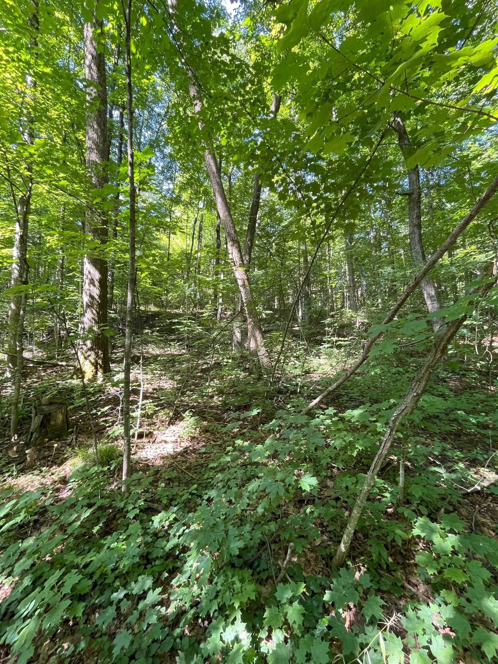 Tbd Tbd M-115 Tustin, MI 49688 - Photo 10 of 11