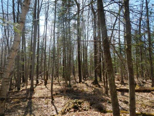 W1288 Straveler Road Brantwood, WI 54513 - Photo 13 of 20 Gallery Image 13