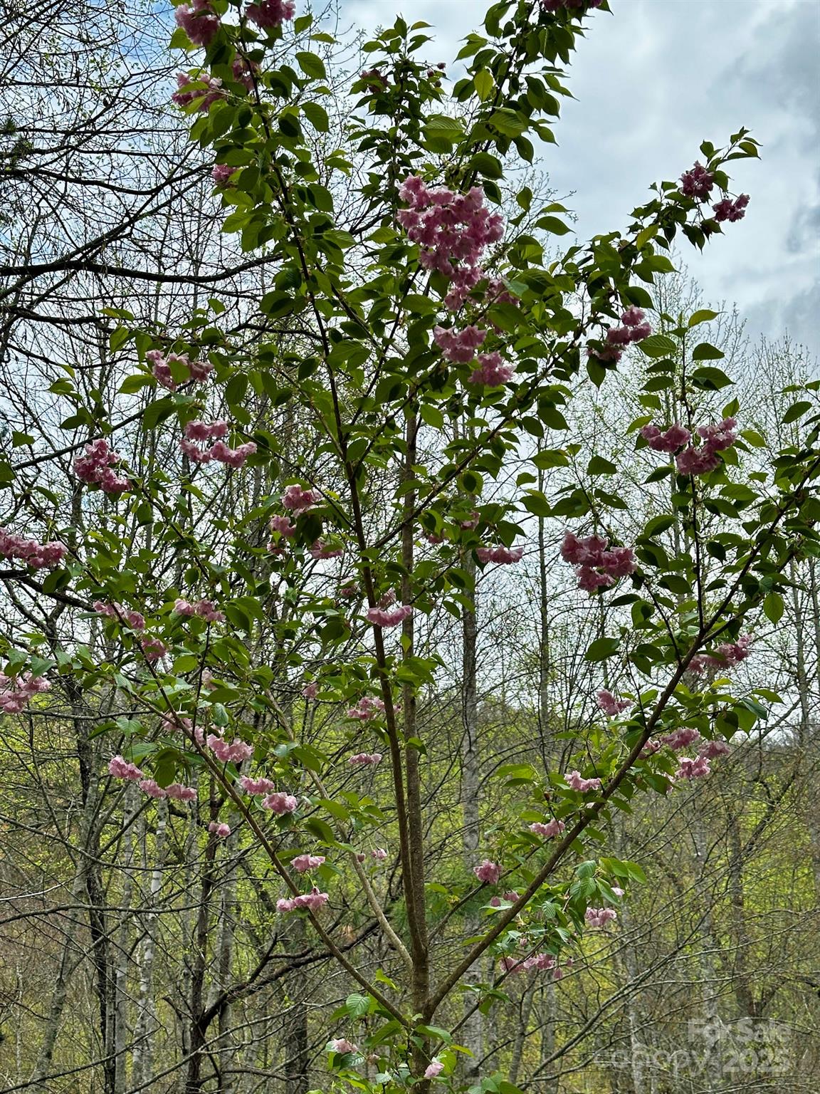 414 Hickory Cove Road Bryson City, NC 28713 - Photo 29 of 32 Gallery Image 29
