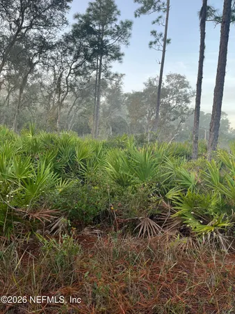 a view of a yard with a tree in the background
