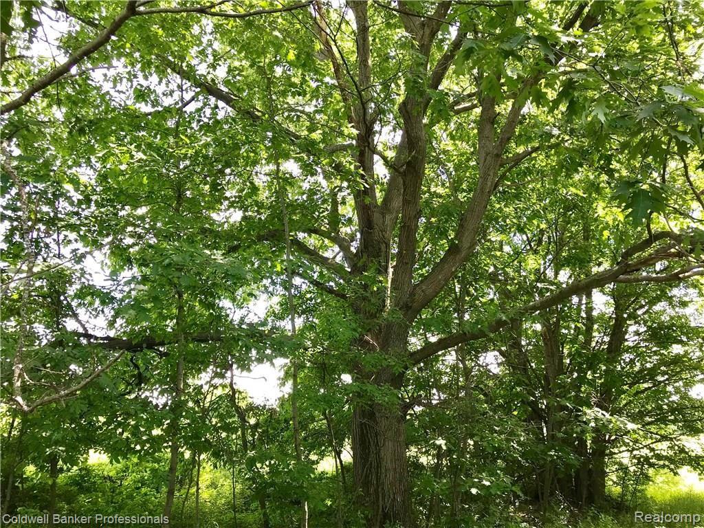 0 Lake Road Otisville, MI 48463 - Photo 11 of 12